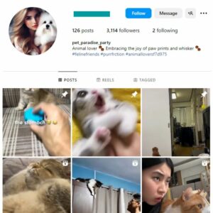 3K Cats Pets Instagram Account for sale