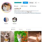 3K Cute Cats Instagram Account for sale