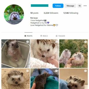 3K Hedgehog Pets Instagram Account for sale