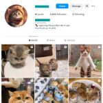 3K Kittens Cats Instagram Account for sale