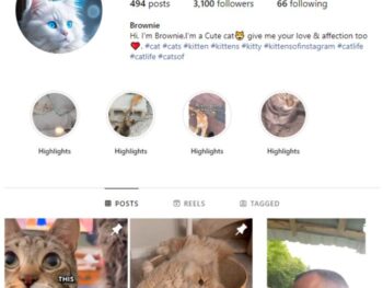 3K Kittens Cats Instagram Account for sale