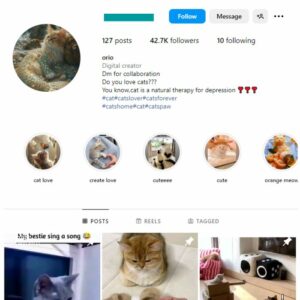 40K Cats Pets Instagram Account for sale