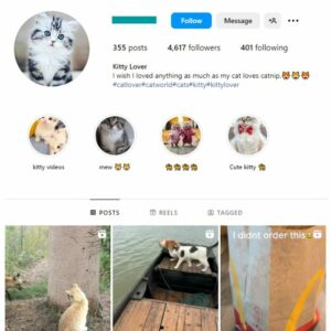 4K Kittens Cats Instagram Account for sale