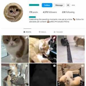 4K Kittens Cats Instagram Account for sale