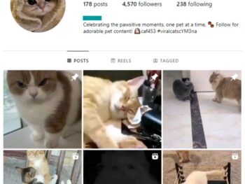 4K Kittens Cats Instagram Account for sale