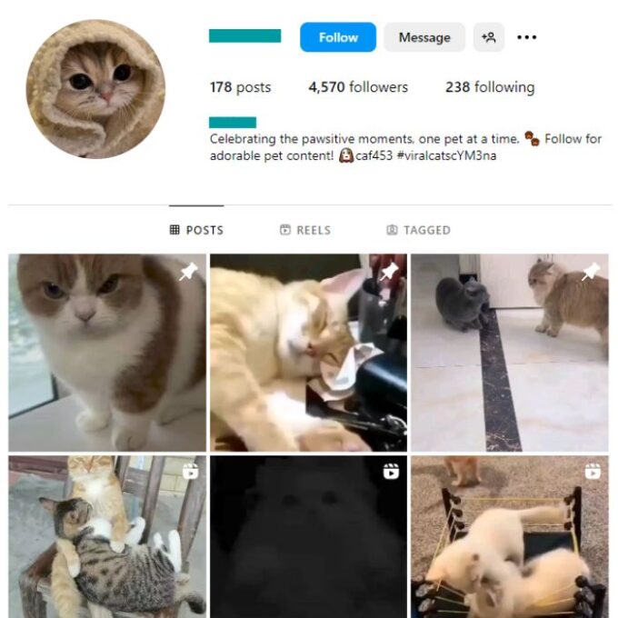 4K Kittens Cats Instagram Account for sale