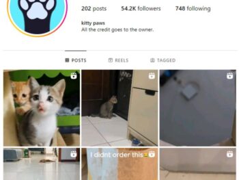50K Cute Cats Instagram Account for sale