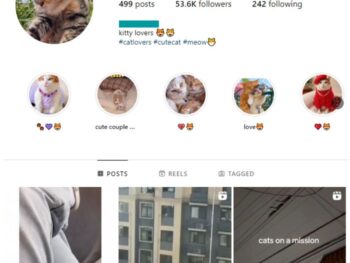 50K Kittens Cats Instagram Account for sale