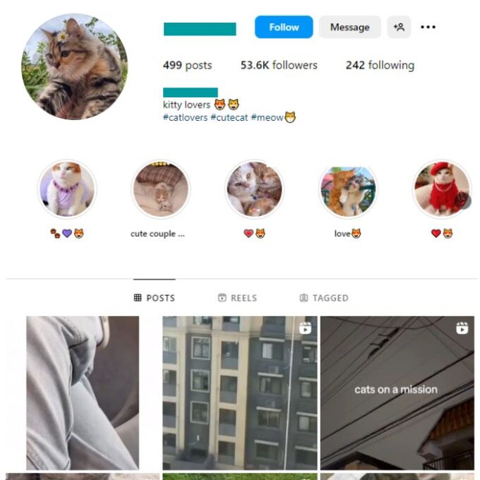 50K Kittens Cats Instagram Account for sale