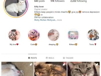 50K Viral Cats Instagram Account for sale