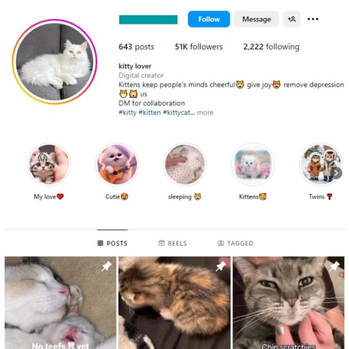 50K Viral Cats Instagram Account for sale