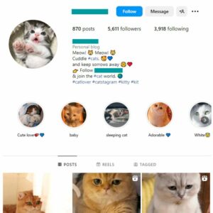 5K Cats Pets Instagram Account for sale
