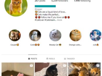 5K Cute Cats Instagram Account for sale