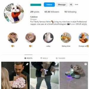 65K Cute Cats Instagram Account for sale