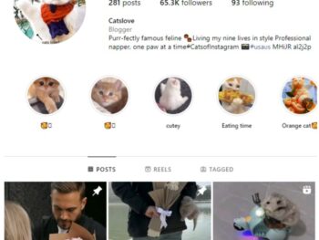 65K Cute Cats Instagram Account for sale