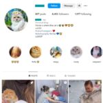 6K Pets Cats Instagram Account for sale
