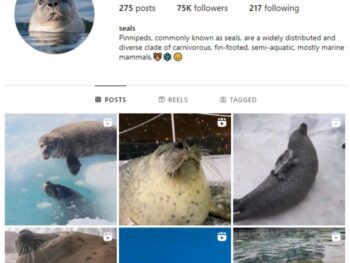75K Seals Animal Instagram Account for sale