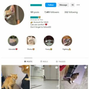 7K Cute Cats Instagram Account for sale
