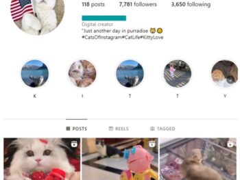 7K Pets Cats Instagram Account for sale
