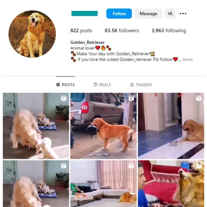80K Dog Golden Retriever Instagram Account for sale