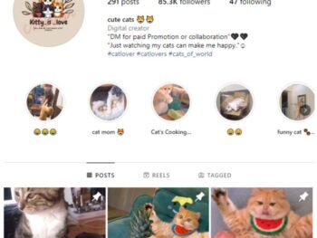 80K Viral Cats Instagram Account for sale
