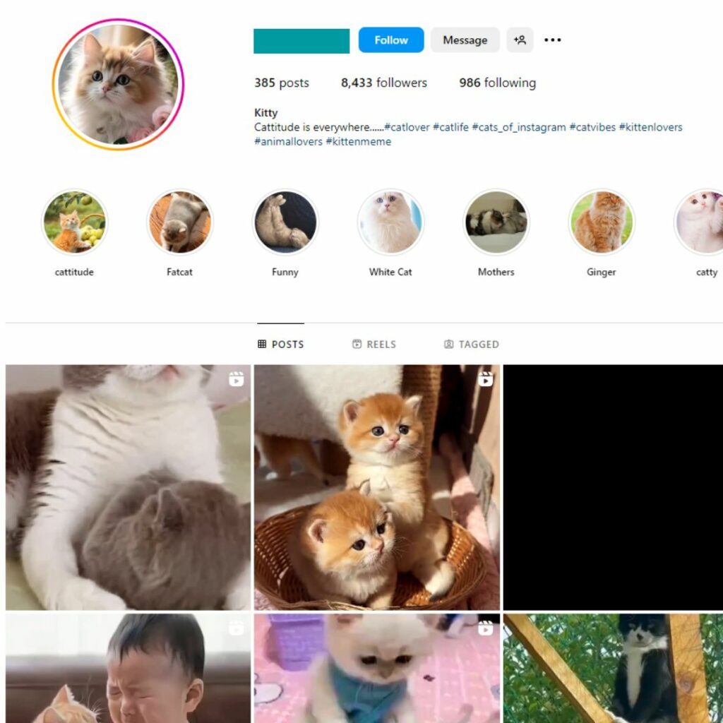 8K Pets Cats Instagram Account for Sale