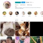 8K Pets Cats Instagram Account for Sale