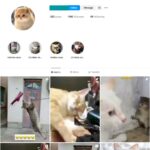 100K Viral Cats Instagram Account for Sale