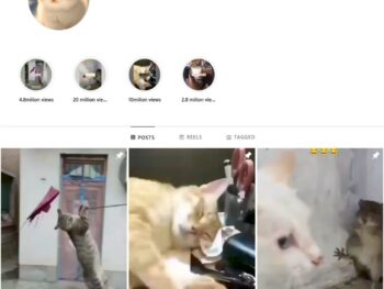 100K Viral Cats Instagram Account for Sale