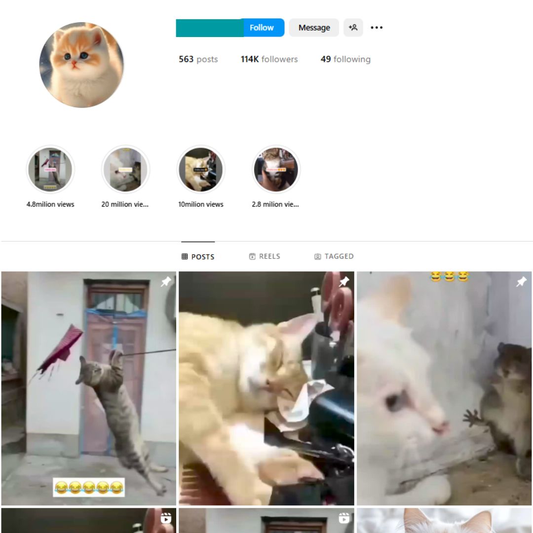 100K Viral Cats Instagram Account for Sale