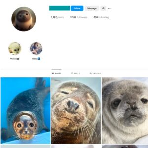 12K Seals Animal Instagram Account for Sale