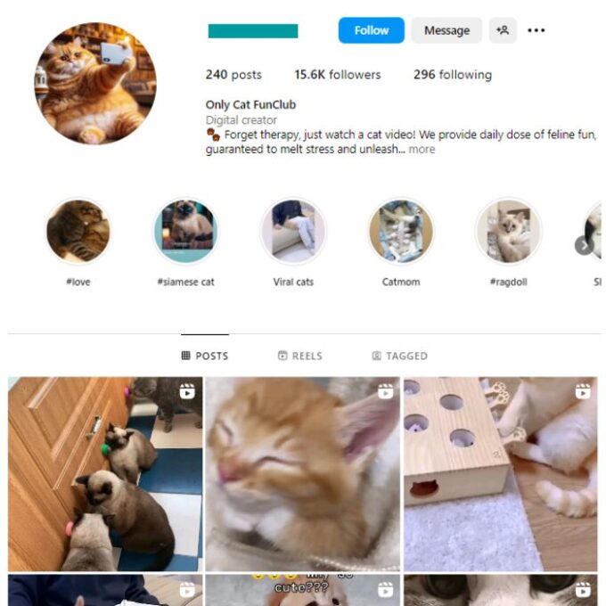 15K Kittens Cats Instagram Account for sale