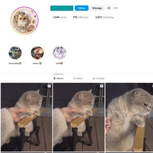 17K Pets Cats Instagram Account for Sale