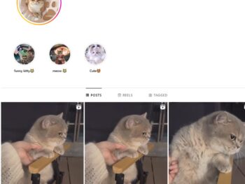 17K Pets Cats Instagram Account for Sale