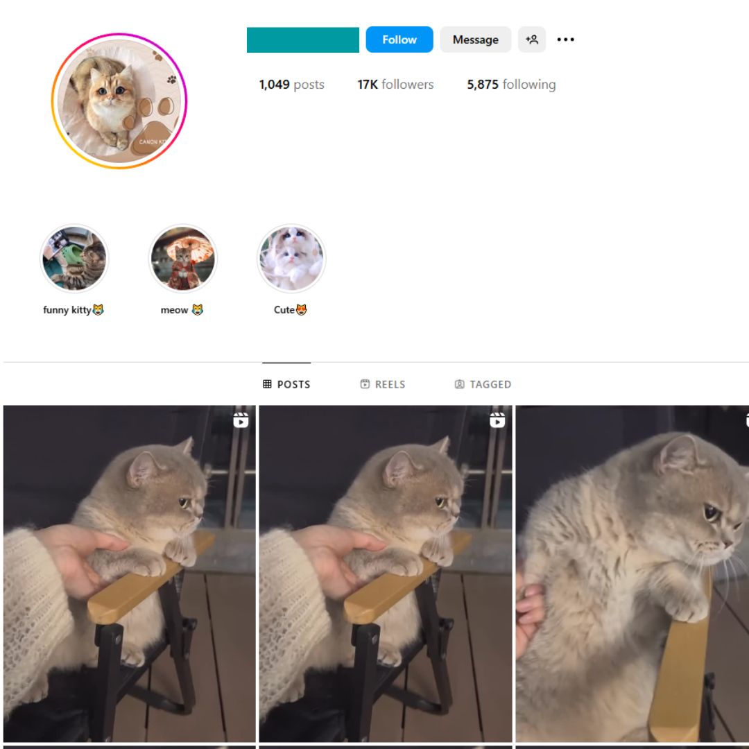 17K Pets Cats Instagram Account for Sale