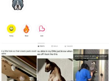 190K Dogs XL Bully Instagram Account for Sale