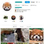 19K Red Panda Animals Instagram Account for sale