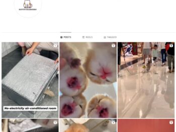 19K Viral Cats Instagram Account for Sale