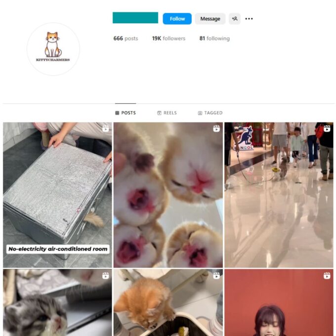 19K Viral Cats Instagram Account for Sale