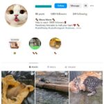 1K Pets Cats Instagram Account for sale