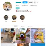 1K Pets Dogs Instagram Account for sale