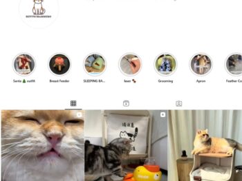 25K Viral Cats Instagram Account for Sale