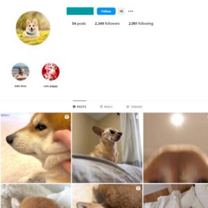 2K Dogs Corgi Instagram Account for Sale