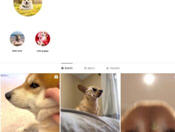2K Dogs Corgi Instagram Account for Sale