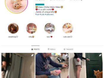 2K Kittens Cats Instagram Account for sale
