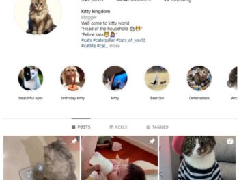 35K Viral Cats Instagram Account for sale