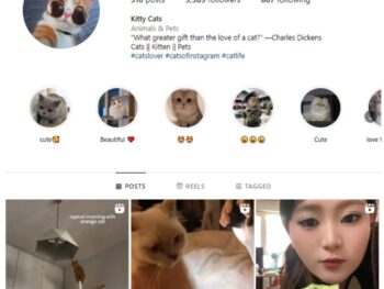 3K Cute Cats Instagram Account for sale