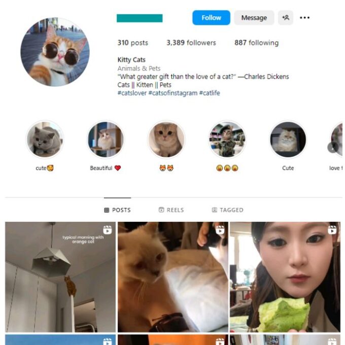 3K Cute Cats Instagram Account for sale