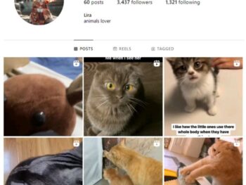 3K Cute Cats Instagram Account for sale