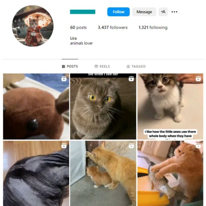 3K Cute Cats Instagram Account for sale